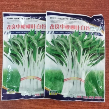 改良中梗柳叶白骨空心菜，广州番禺种纯白柳叶空心菜