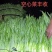 改良中梗柳叶白骨空心菜，广州番禺种纯白柳叶空心菜