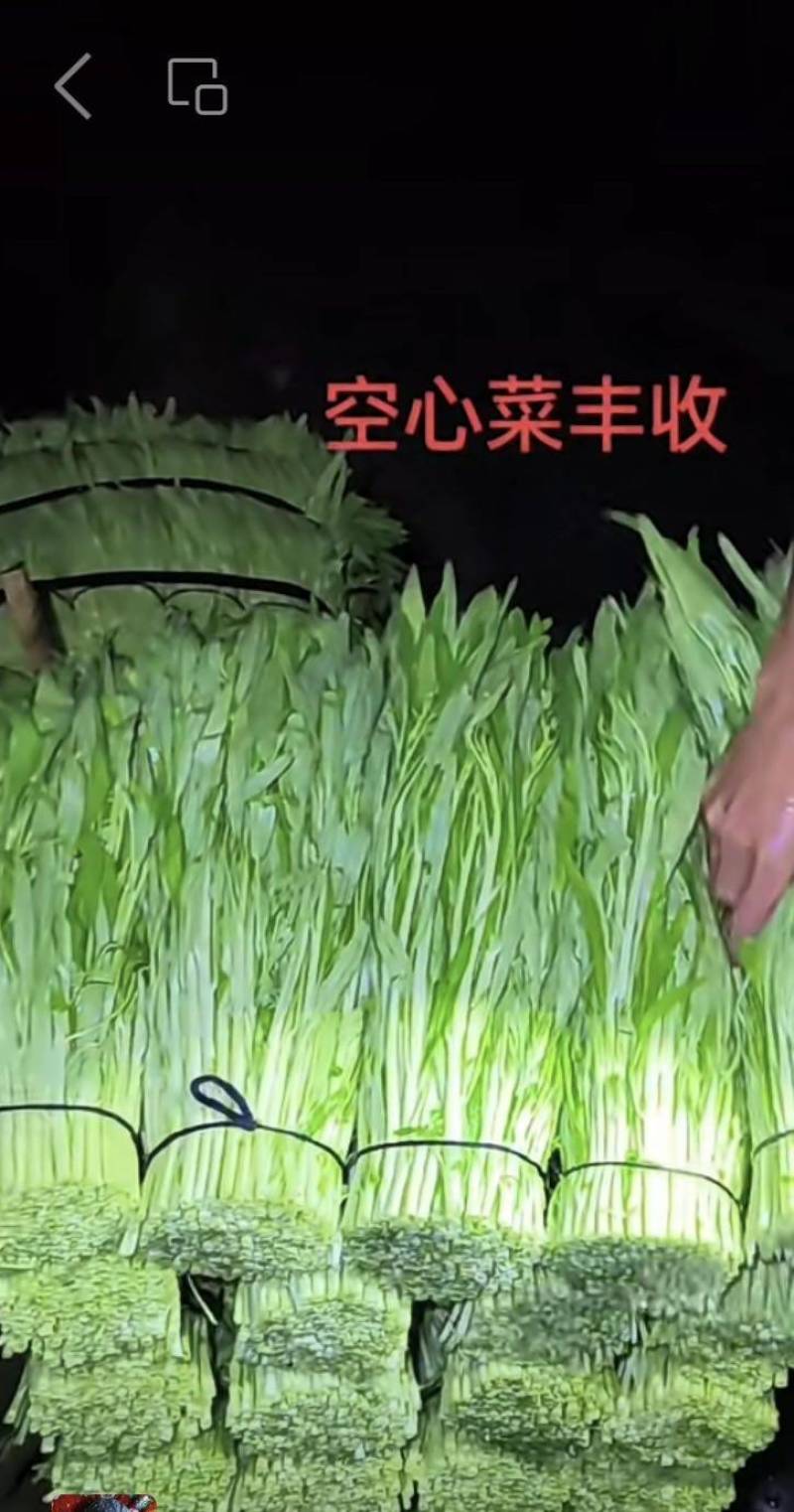 改良中梗柳叶白骨空心菜，广州番禺种纯白柳叶空心菜