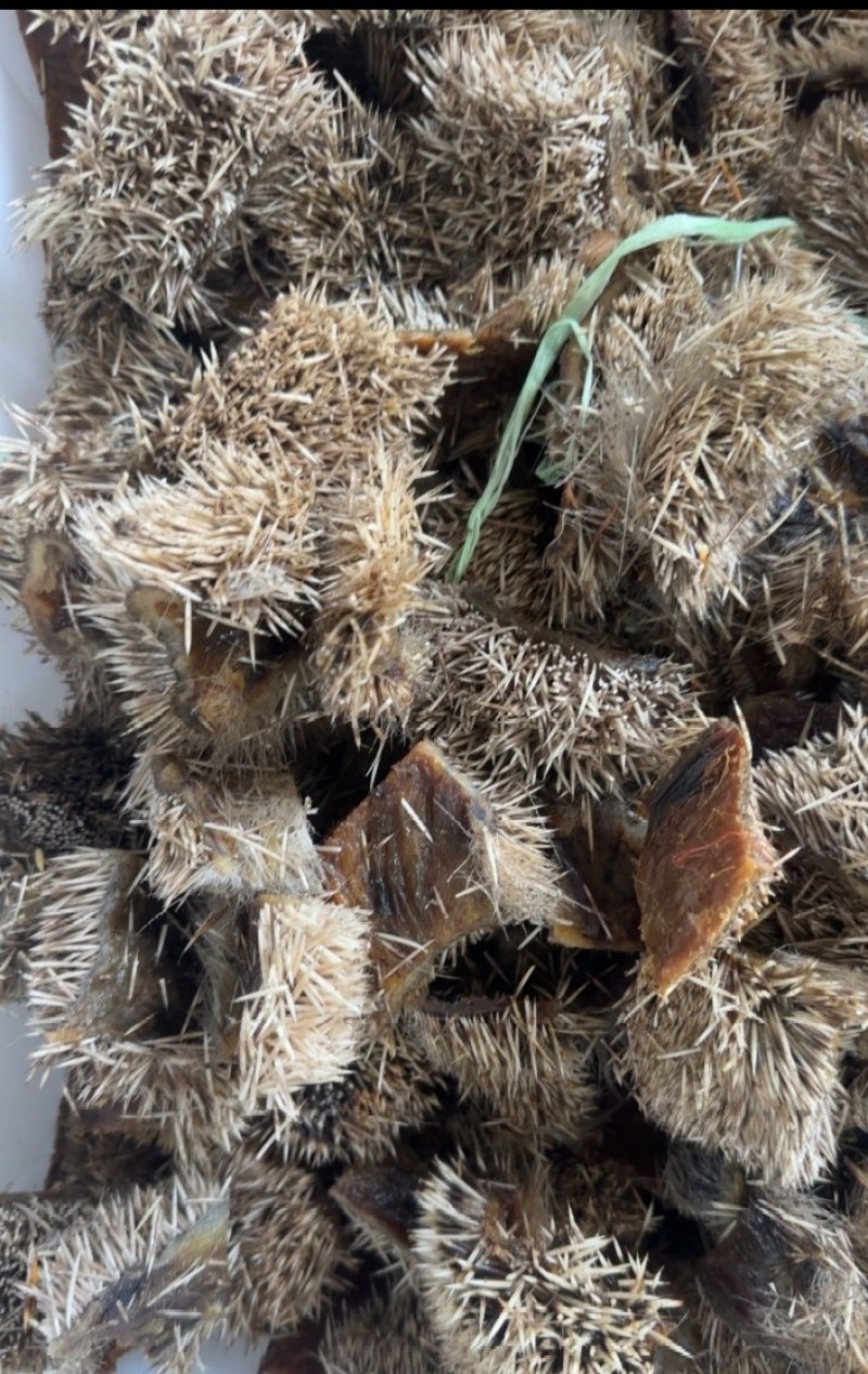 刺猬皮，养殖刺猬皮