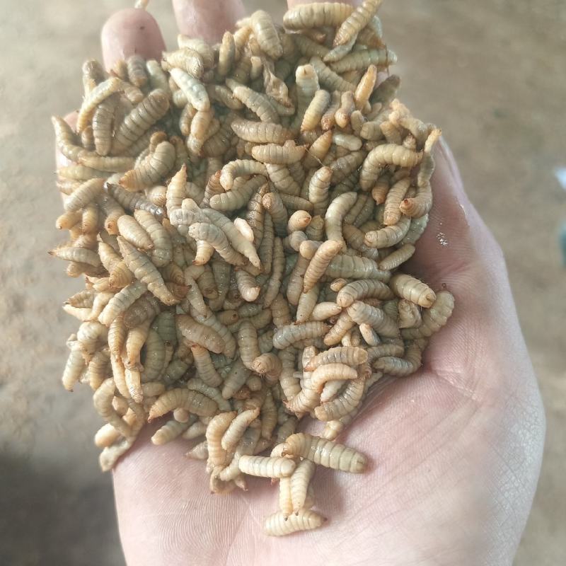 小龙虾螃蟹天然饵料高蛋白吸收好