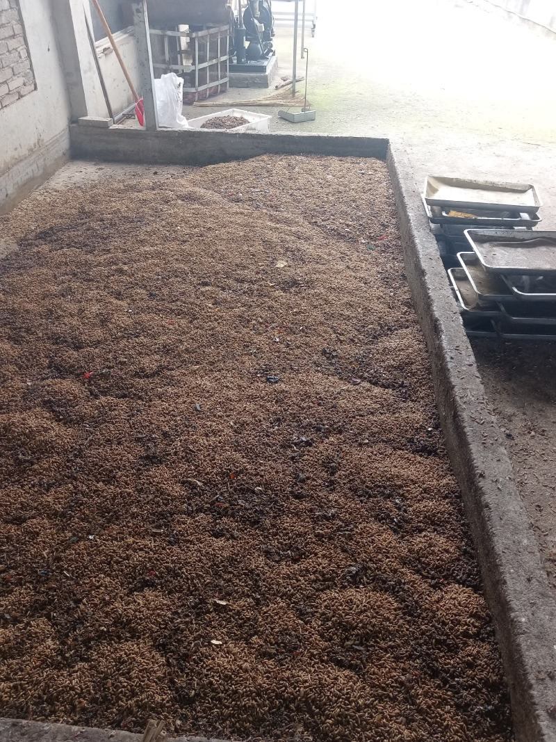 小龙虾螃蟹天然饵料高蛋白吸收好