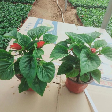 一串红，花期长不耐寒，盆栽观赏，园林绿化