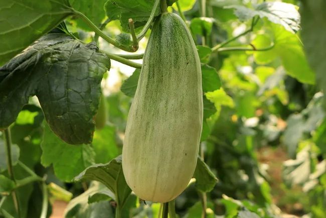 一根成熟的羊角蜜甜瓜静置于木质砧板上,表皮呈灰绿色带网纹,形状弯曲似羊角,一端切开露出翠绿色晶莹的果肉和少量种子,背景为自然光下的厨房环境 羊角蜜甜瓜整体外观特写