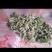 构穗，又名构棒锤，
