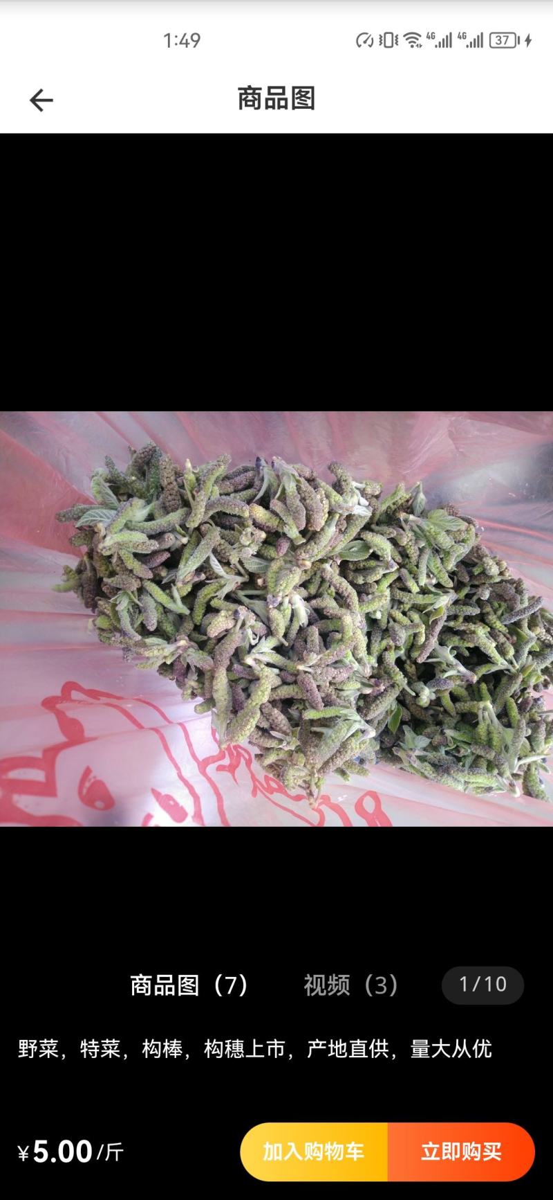 构穗，又名构棒锤，