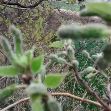 构穗，又名构棒锤，