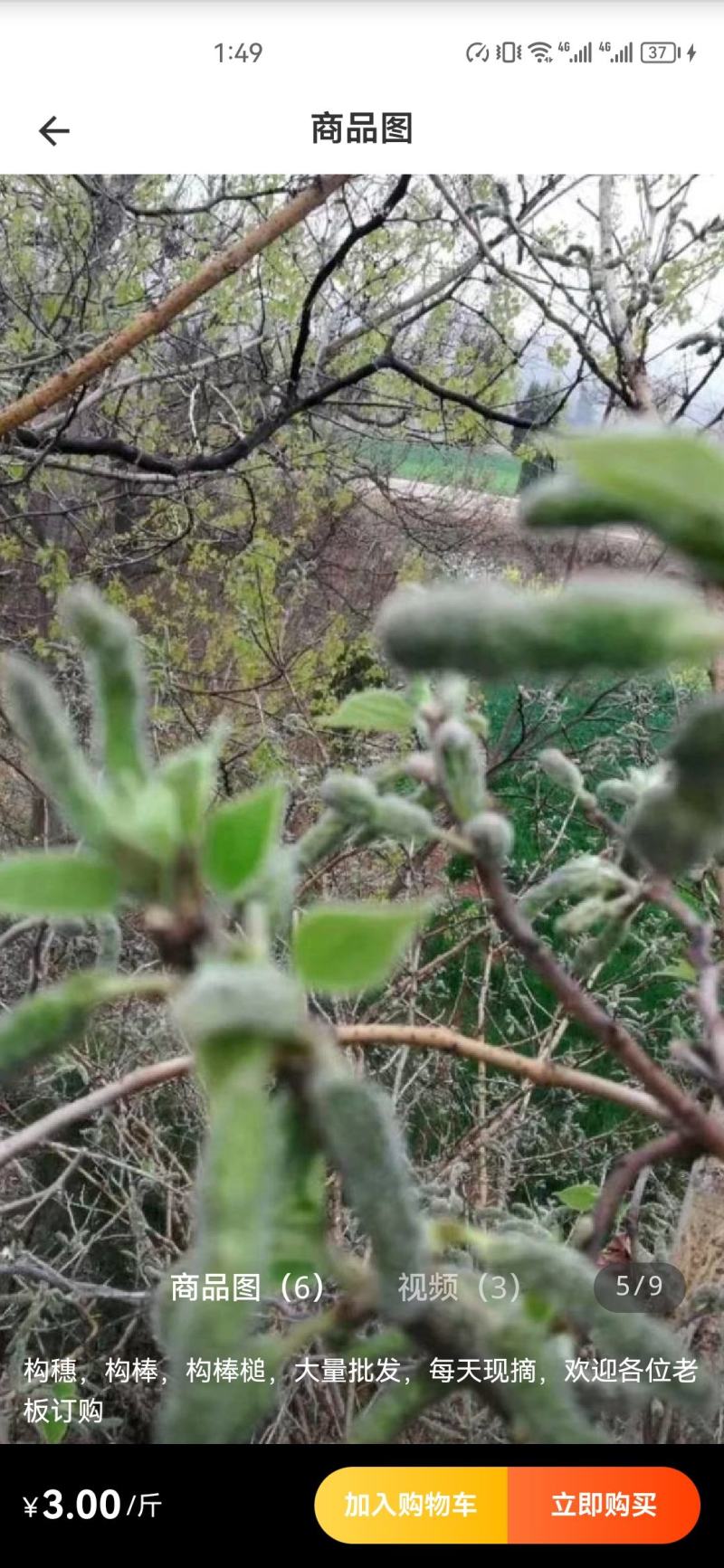构穗，又名构棒锤，