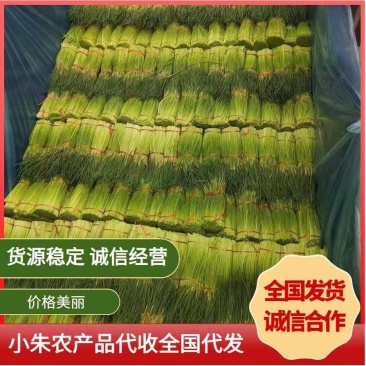 优质红帽蒜薹,产地直供,常年供应【电商】【市场】