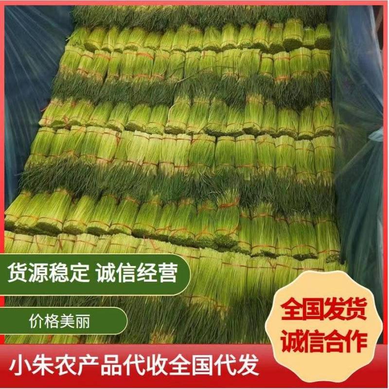 优质红帽蒜薹，产地直供，常年供应【电商】【市场】