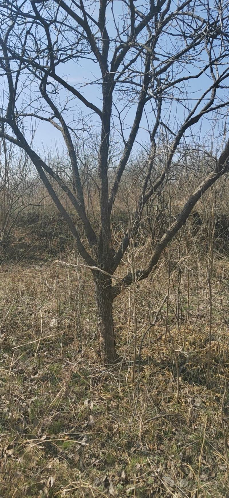 有要柿子树的吗？价格便宜