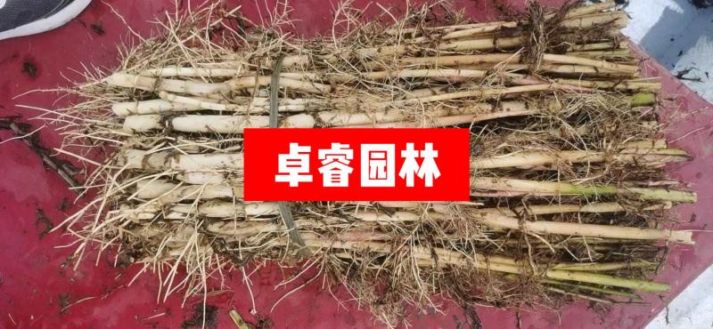 白洋淀芦苇