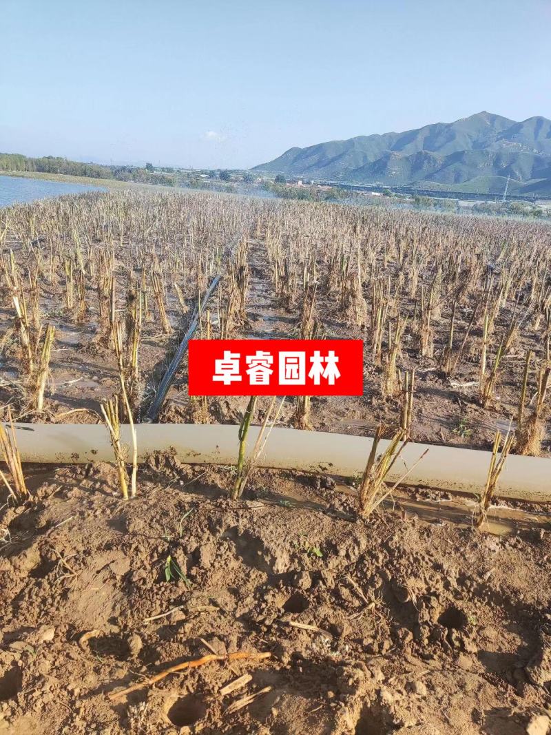 白洋淀芦苇