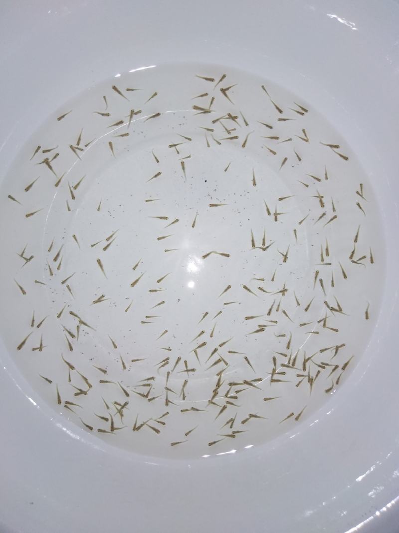 黄金鲫水花