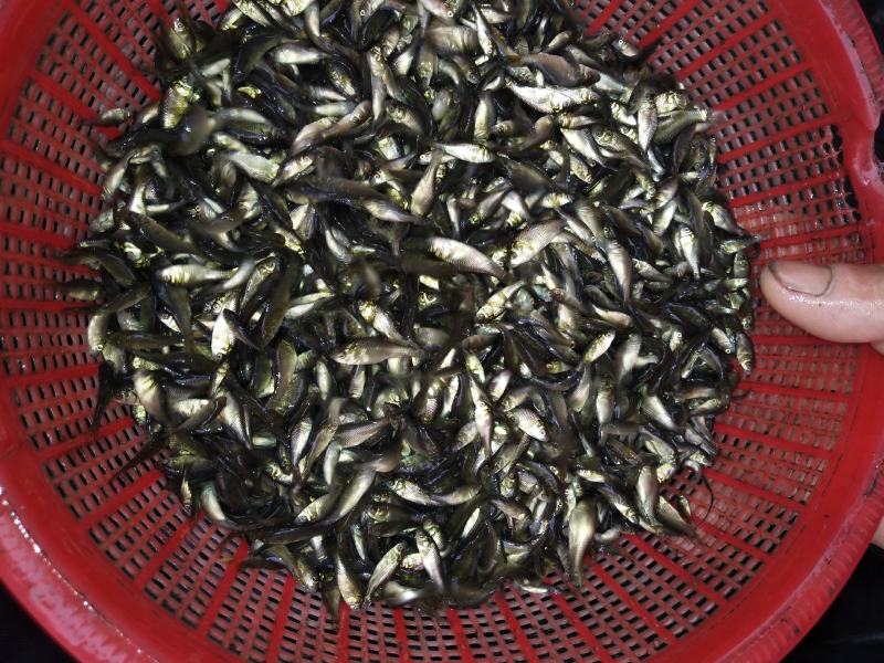 黄金鲫水花