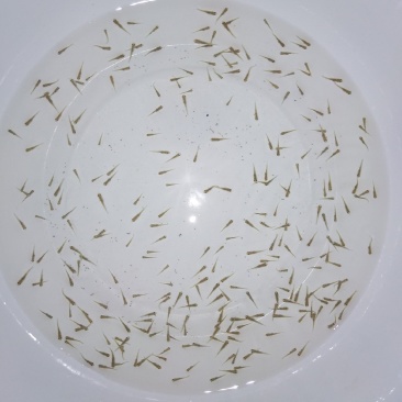 黄金鲫水花