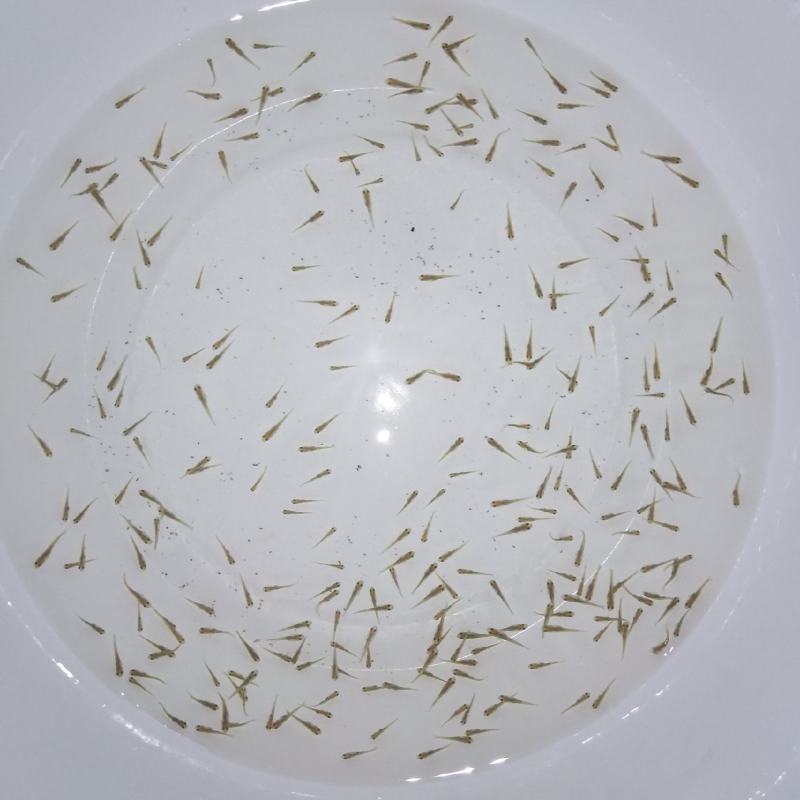 黄金鲫水花