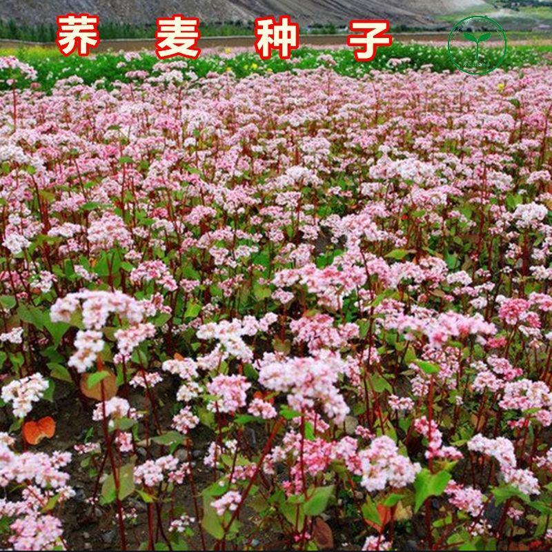 荞麦种子甜荞麦苦荞麦种子黑苦荞麦杂粮种子优质荞麦种子易种