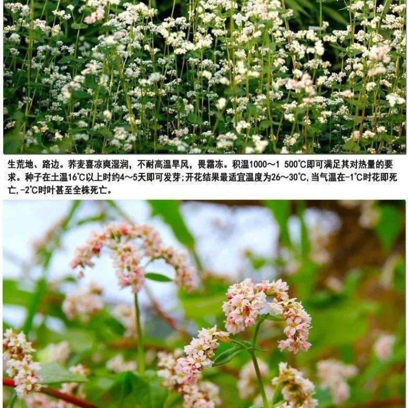 荞麦种子甜荞麦苦荞麦种子黑苦荞麦杂粮种子优质荞麦种子易种