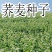 荞麦种子甜荞麦苦荞麦种子黑苦荞麦杂粮种子优质荞麦种子易种