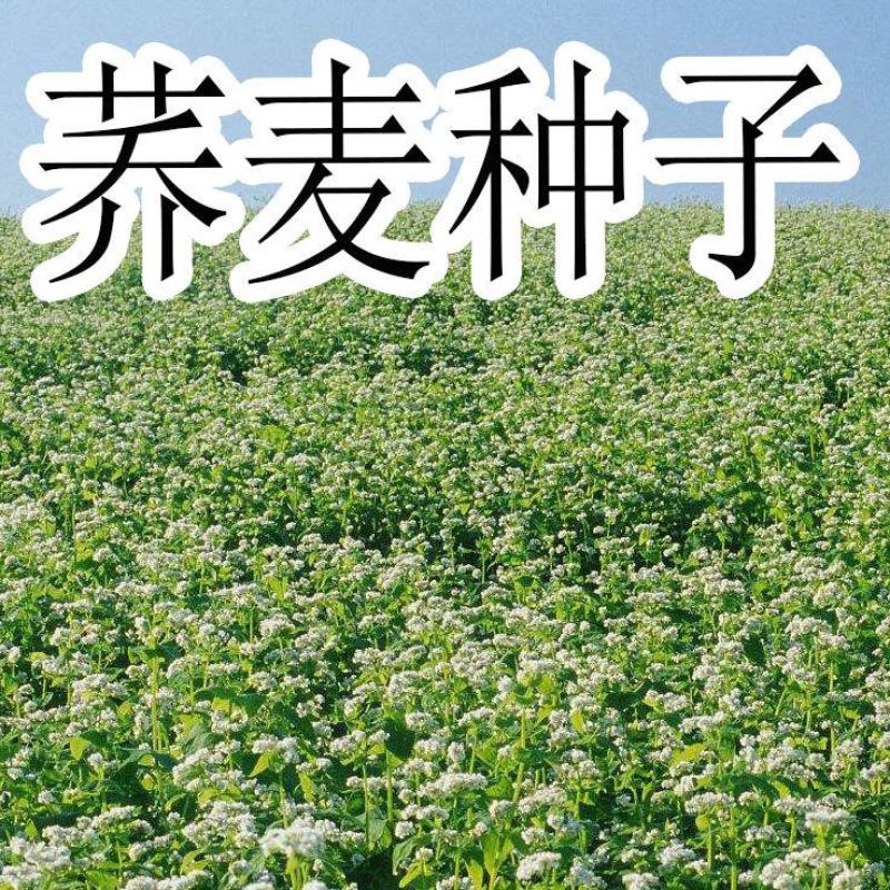 荞麦种子甜荞麦苦荞麦种子黑苦荞麦杂粮种子优质荞麦种子易种