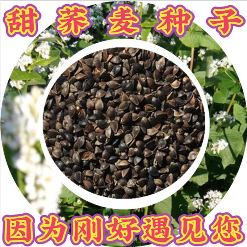 荞麦种子甜荞麦苦荞麦种子黑苦荞麦杂粮种子优质荞麦种子易种