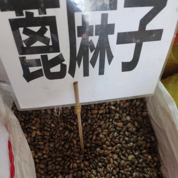 中药材蓖麻子货源充足批发零售保证质量