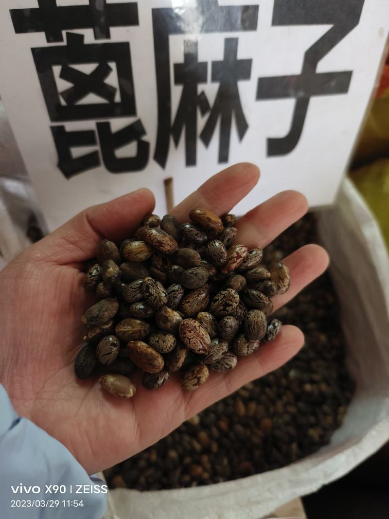 中药材蓖麻子货源充足批发零售保证质量