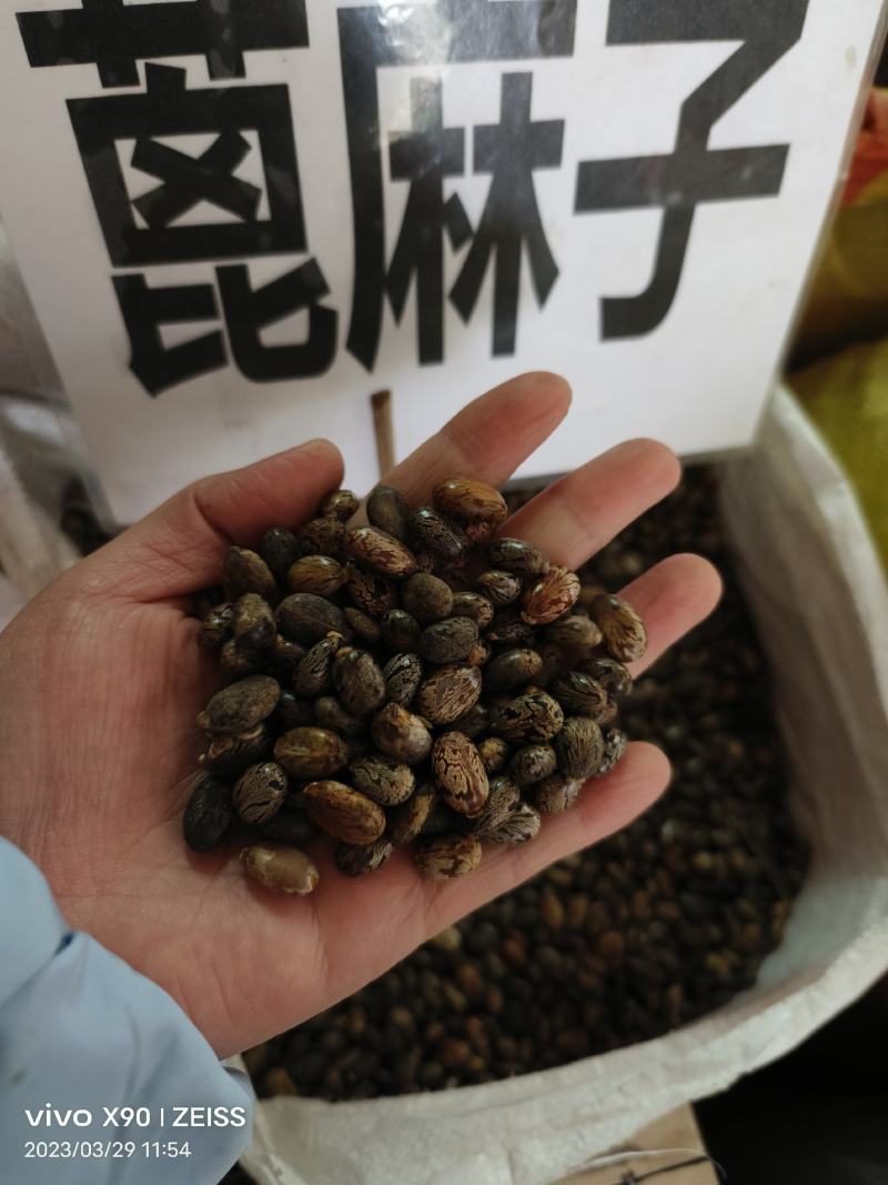 中药材蓖麻子货源充足批发零售保证质量