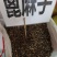 中药材蓖麻子货源充足批发零售保证质量