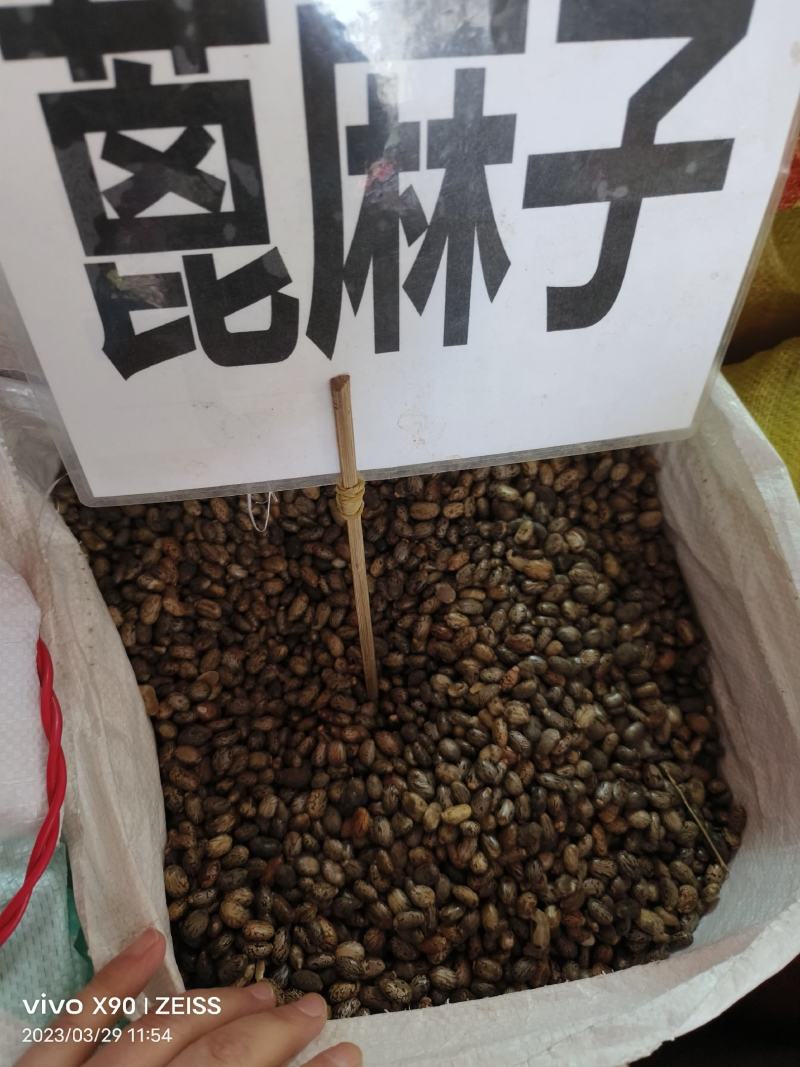 中药材蓖麻子货源充足批发零售保证质量