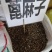中药材蓖麻子货源充足批发零售保证质量