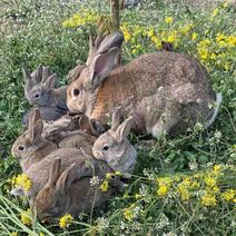 自家养殖场的兔子，39.8一个，2只包邮，大小兔，种兔。