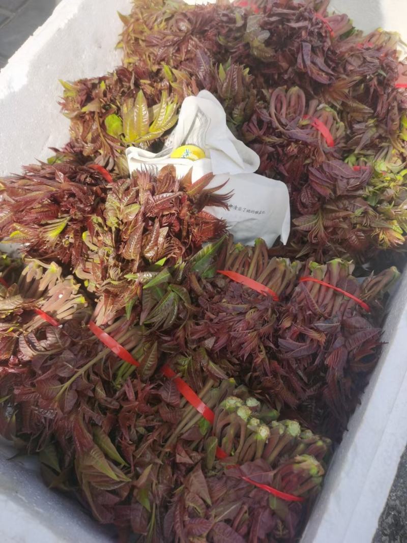 红油香椿芽产地直供货源稳定，提供当天现摘，天然无公害