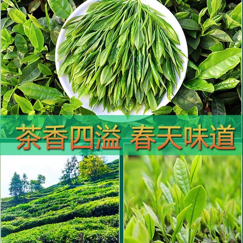 黄山高山云雾茶明前精品毛峰，纯手工炒制全国发货