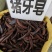 中药材皂角猪牙皂货源充足批发零售保证质量
