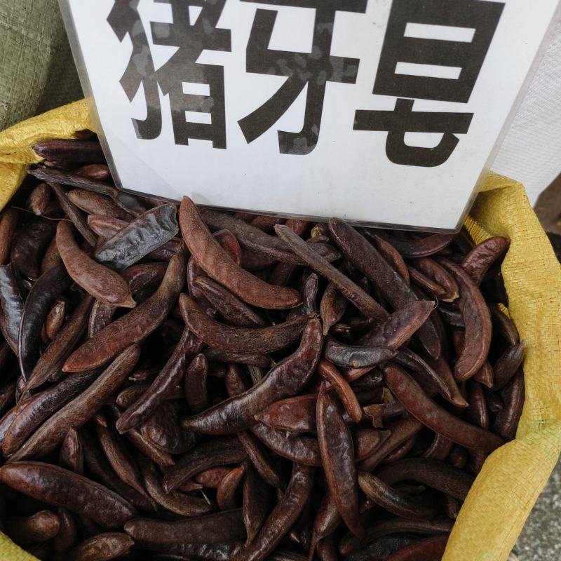 中药材皂角猪牙皂货源充足批发零售保证质量