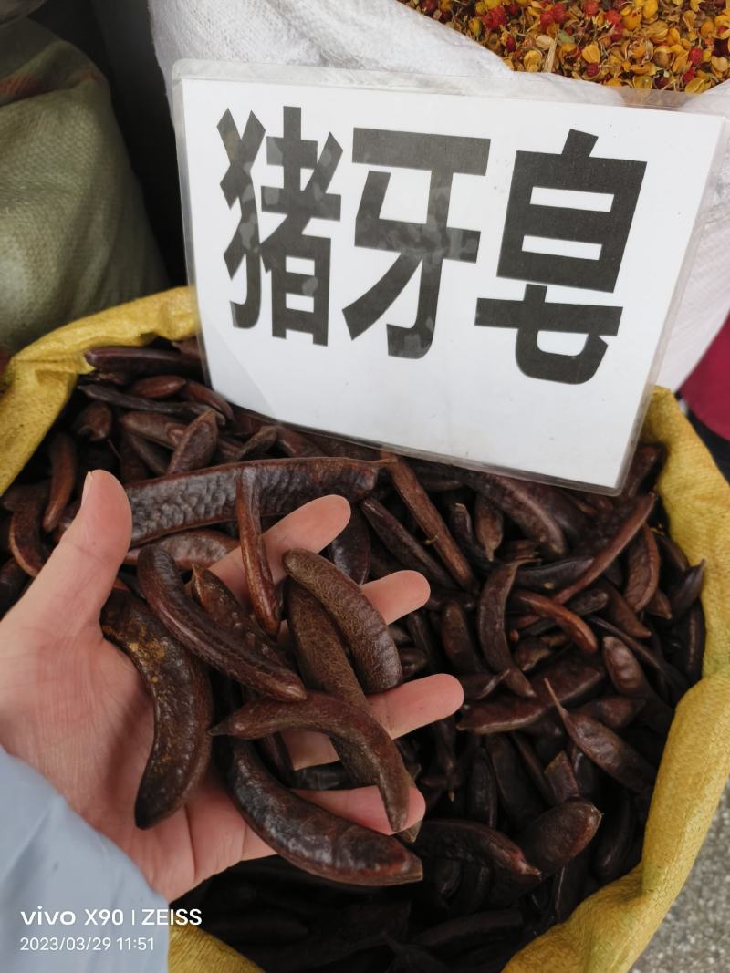 中药材皂角猪牙皂货源充足批发零售保证质量