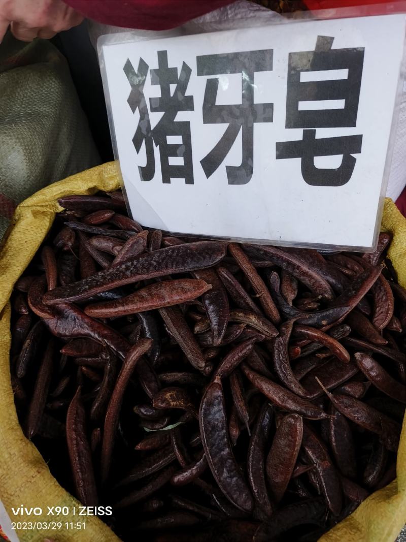 中药材皂角猪牙皂货源充足批发零售保证质量
