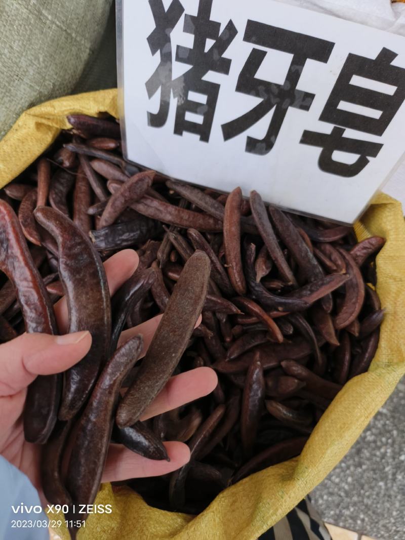 中药材皂角猪牙皂货源充足批发零售保证质量