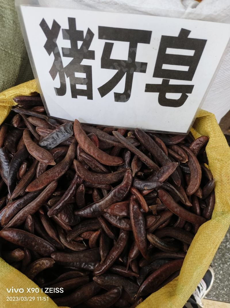 中药材皂角猪牙皂货源充足批发零售保证质量
