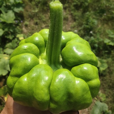 姜饼瓜