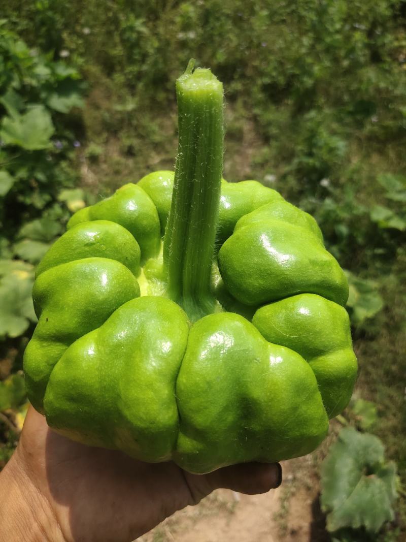 姜饼瓜