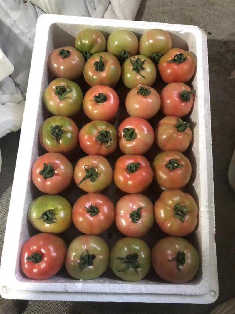 寿光基地种植进口品种大口感柿子甜口无酸沙瓤水果番茄西红柿