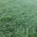 青绿苔草多年生常绿草本现货供应，耐寒