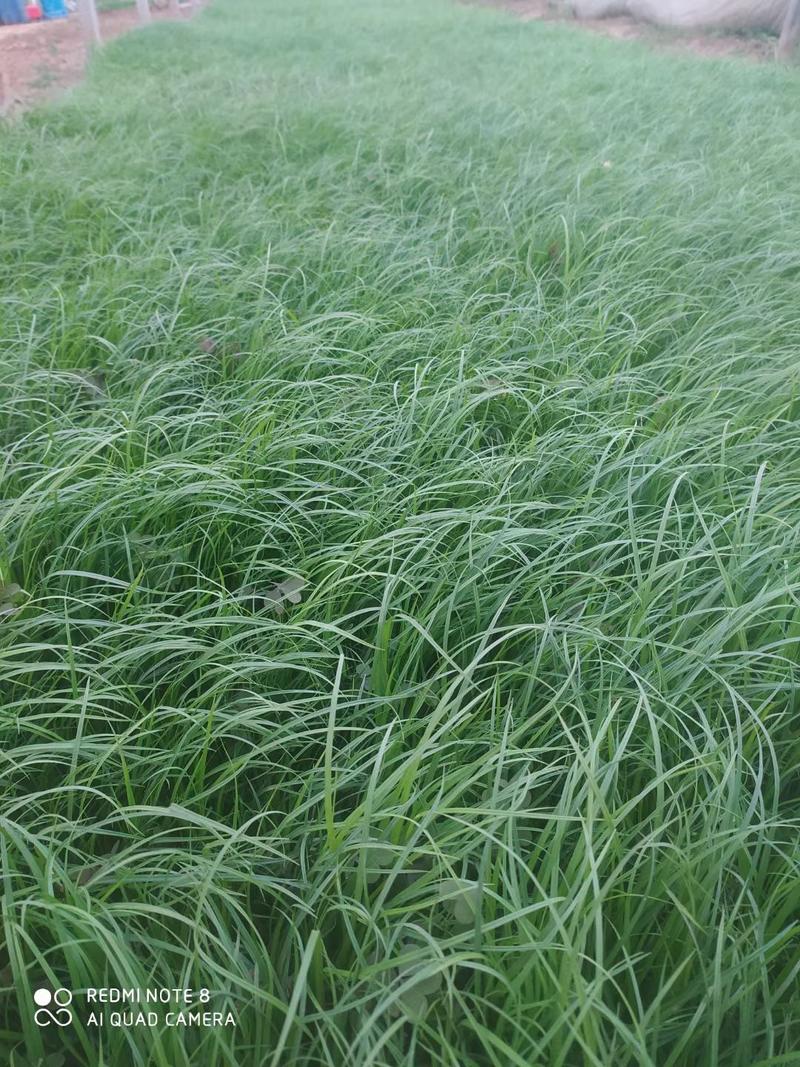 青绿苔草多年生常绿草本现货供应，耐寒
