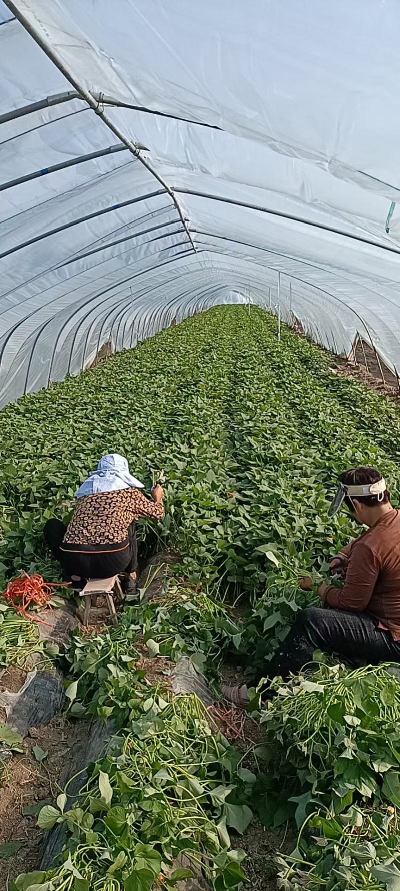 开封尉氏脱毒红薯苗育苗基地优选直供，量大从优，量大包回收