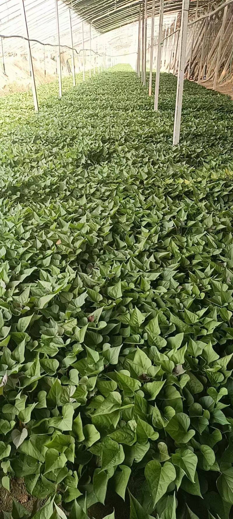 开封尉氏脱毒红薯苗育苗基地优选直供，量大从优，量大包回收