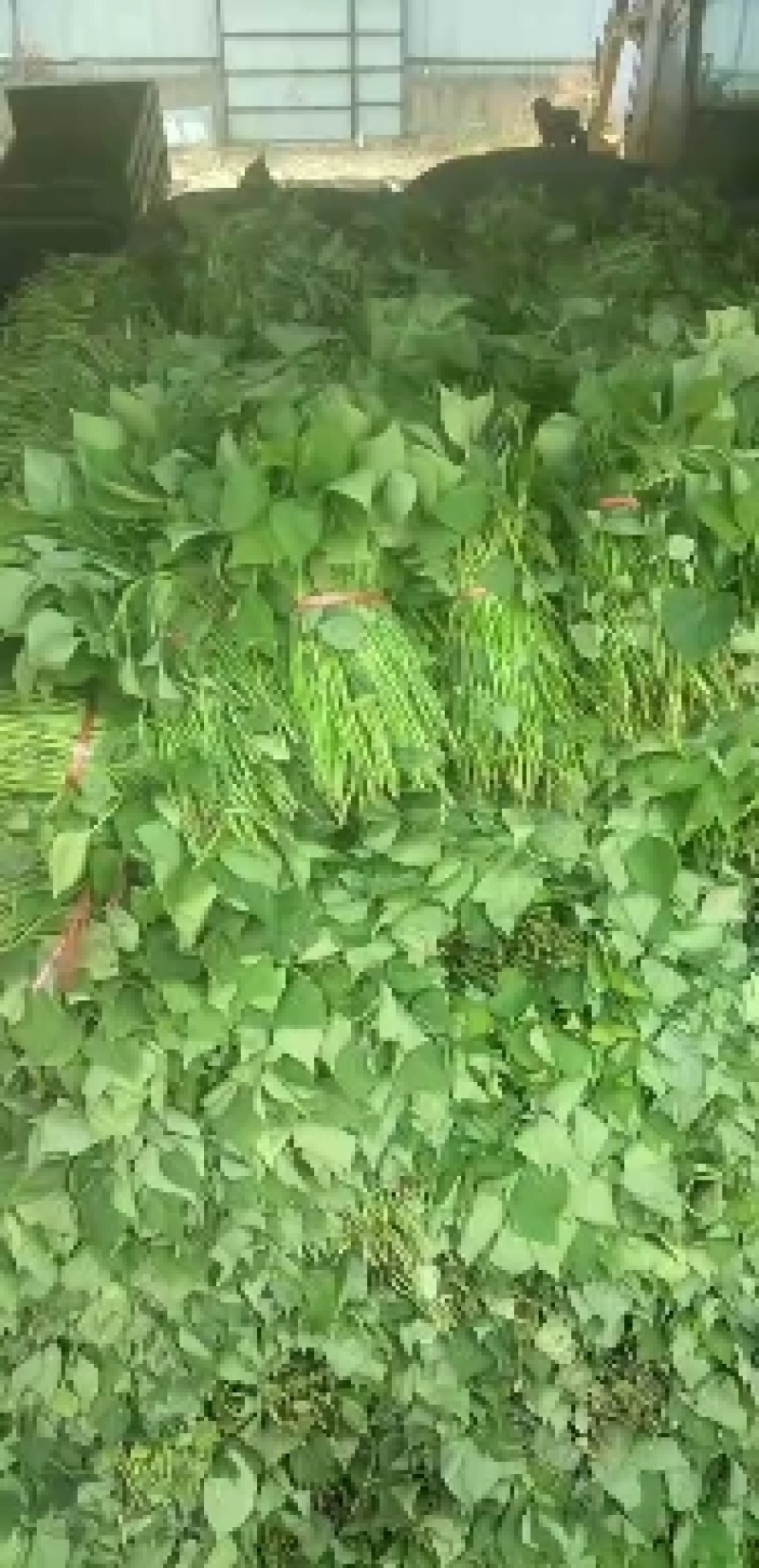 开封尉氏万亩脱毒红薯苗育苗基地优选直供，龙九，西瓜红等