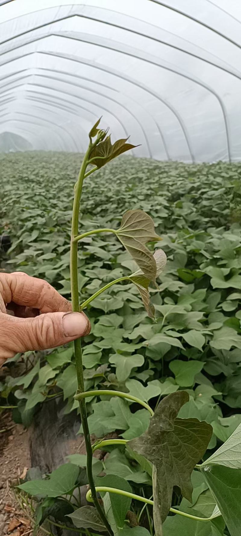 开封尉氏万亩脱毒红薯苗育苗基地优选直供，龙九，西瓜红等